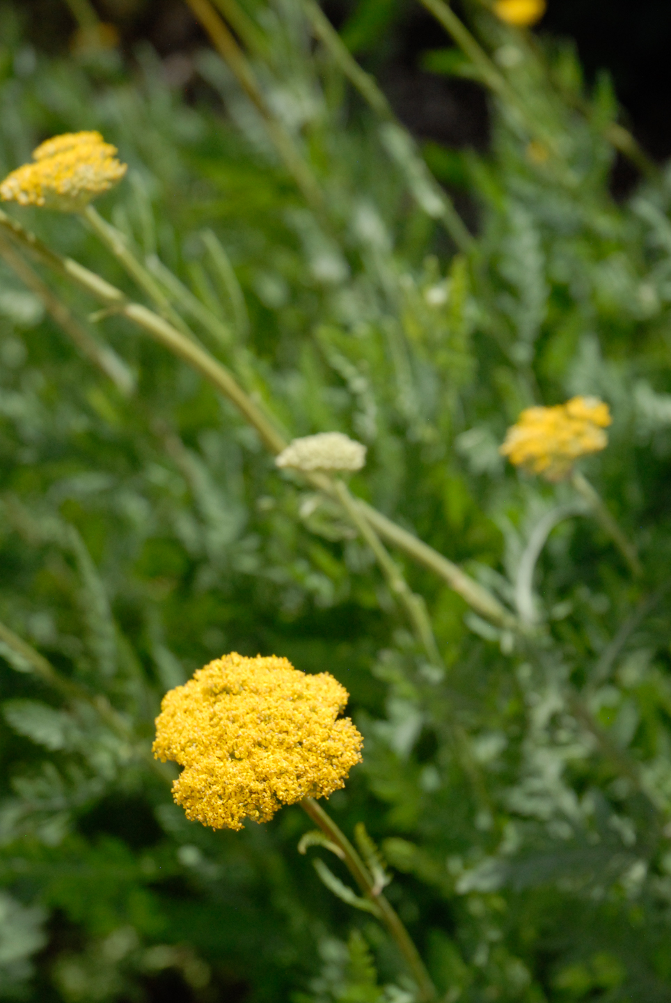 Coronation Gold Yarrow
